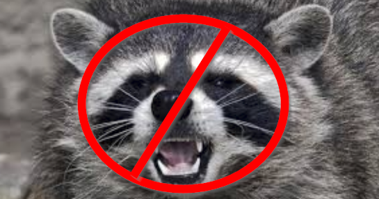 Leduc Raccoon Removal