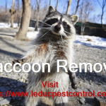 raccoon-removal-edmonton